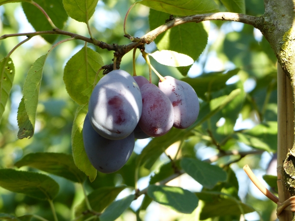 Ortenauer typ Borsumer Foto 1